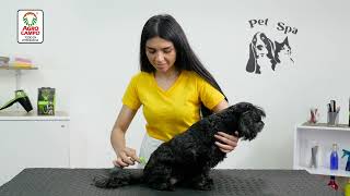 Furminator deslanador para perros pelo corto  Agrocampo [upl. by Ailina]