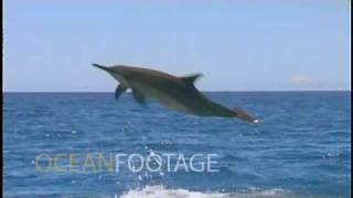 Spinner Dolphin jumping in slow motion [upl. by Iverson500]