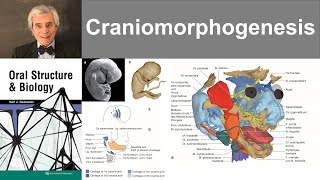 4 Craniomorphogenesis [upl. by Nillek532]