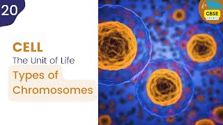 Types of Chromosomes  Cell The Unit of Life cbseshorts shorts biology [upl. by Eiramanitsirhc198]