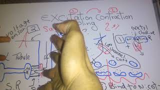 Skeletal muscle new system Excitation contraction coupling dr mohamed fayez [upl. by Avalsorim]