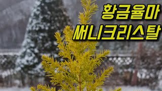 황금율마 써니크리스탈은 내한성이 강해서 월동이 가능한 침엽수입니다 Goldcrest wilma [upl. by Ahsennod]