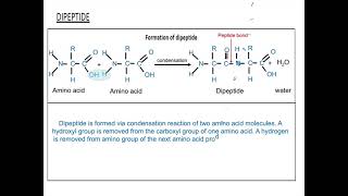 142 Dipeptide [upl. by Harewood]