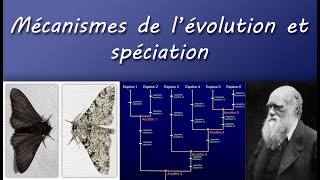 Cours TS  Mécanismes de lévolution et spéciation [upl. by Gilemette]