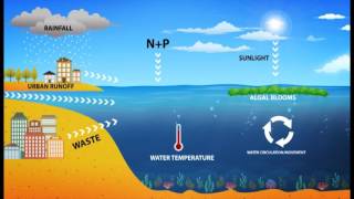 Harmful Algal Blooms HAB [upl. by Pleione]