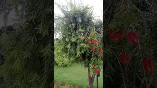 Callistemon spp  Bottle brush  Myrtaceae [upl. by Jillayne551]