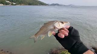 Com esta Técnica de Pesca é impossível um iniciante não pescar peixes nas pedras do mar [upl. by Nayrb46]