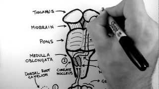 Spinal Pathways 2  Dorsal Column  Medial Lemniscus Pathway [upl. by Dimitris968]