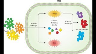 Metabolism Anabolism and Catabolism [upl. by Krein588]