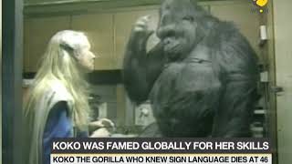 Koko the gorilla who mastered sign language dies at 46 [upl. by Margaret]