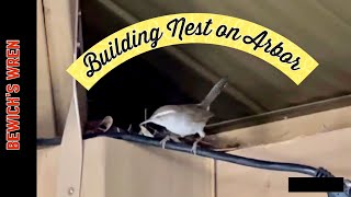 Bewick’s Wren Building Nest on Arbor [upl. by Alywt241]