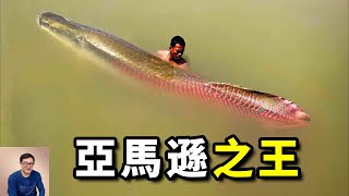 亞馬遜河裡的體型之王，會給幼崽「餵奶」，容易被水淹死的魚——巨骨舌魚象魚【老肉雜談】 [upl. by Corwun684]