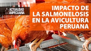 El impacto de Salmonelosis en la avicultura peruana [upl. by Auqinom721]