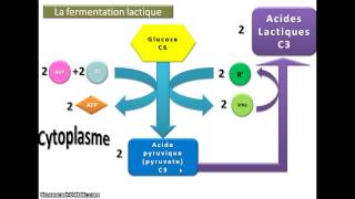 Produire de lATP par fermentation [upl. by Verbenia]