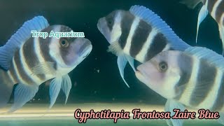 18102024 Tanganyika Specials Frontosa Tropheus amp Alto Part 12 Trop Aquarium Singapore [upl. by Imuya]