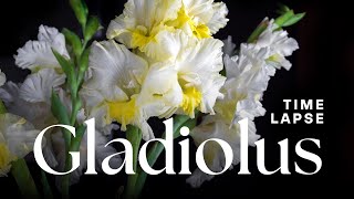 Timelapse Gladiolus Flowers Blooming [upl. by Aprile]