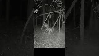 Fawn Might be Getting Weaned 8202024 shorts trailcam deer fawn [upl. by Hegarty]