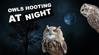 Owls hooting at night 8 hours of owl sounds hoot hoot [upl. by Nwahsat]