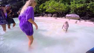 Gigi and Jack  Phi Phi Island Thailand  Monkey Bay [upl. by Winter819]