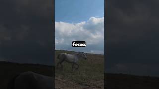 CAVALLI Dalla STORIA Ad OGGI 🐎horse facts viralvideo viralshorts shorts animals sports [upl. by White]