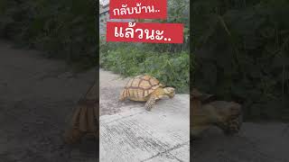 กลับบ้านแล้ว เต่า เลี้ยงเต่า สัตว์โลกน่ารัก turtle cuteanimals [upl. by Nyrhtakyram]