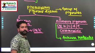 photosynthesisinhigherplants class11biology photosystem PSI amp PSII lightreaction spectrum [upl. by Yarehs274]