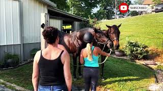 How Stallions Breed First Time at Horse Stable Educational Video [upl. by Nacnud]