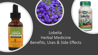 Lobelia  Herbal Medicine  Benefits Uses amp Side Effects [upl. by Hawger]