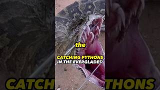 Catching pythons in the Everglades snakes everglades joerogan shorts [upl. by Nnaecyoj659]