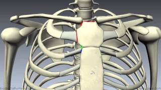 Sternum  3D Anatomy Tutorial [upl. by Rickart]