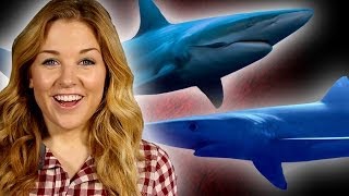 10 Reasons Why Sharks Are Awesome  Shark Week Special  Earth Unplugged [upl. by Miarzim]