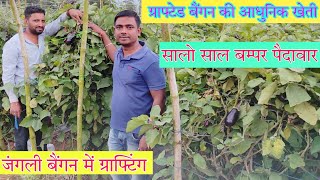 Grafted बैंगन  नई तकनीक से बैंगन की खेती  Grafted brinjal farming [upl. by Eserahs]