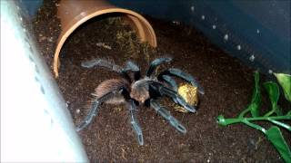 Acanthoscurria geniculata and Sericopelma sp El Cope feeding [upl. by Schertz164]