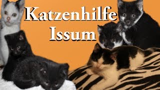 Ein Besuch bei der Katzenhilfe Issum NRW [upl. by Bainbridge570]