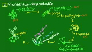 Reprodução das Pteridófitas  Fecundação e desenvolvimento do esporófito [upl. by Hughes]