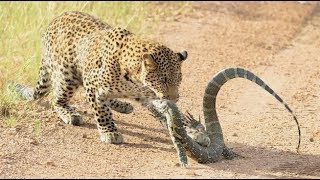 Lizard smacks leopard cub in the face with tail [upl. by Sidwel628]