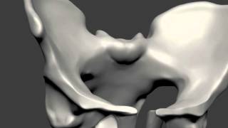 Sculpting the Pelvic Bone [upl. by Aicirtan481]