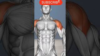 Shoulders workout shorts fitness gym youtubeshorts [upl. by Aedrahs]