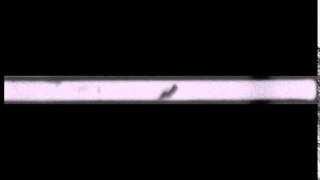 Electromigration of Cu [upl. by Cleland458]