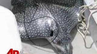 Stingray Leaps From Water Killing Woman [upl. by Nnylyoj]