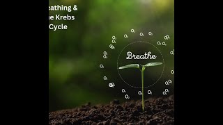 Understanding Breathing amp Krebs Cycle With Optimal Health [upl. by Pascasia]