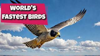 10 FASTEST Flying Birds That Will Leave You Speechless [upl. by Ogaitnas]