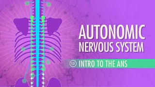 Autonomic Nervous System Crash Course Anatomy amp Physiology 13 [upl. by Eyllom]