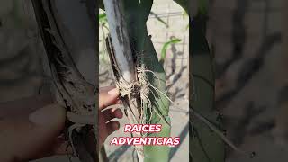 RAICES adventicias de la PITAHAYA [upl. by Tomas]