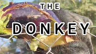 Donkey eating eggplant  Croatia Europe ASMR satisfying animals [upl. by Teddman]