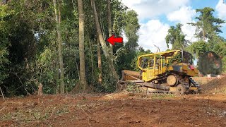 Very Powerful Caterpillar Bulldozer Flattens Large Trees [upl. by Enilegna]