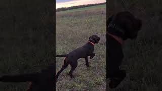 My Deutsch Drahthaar Gundog training [upl. by Aronoff]