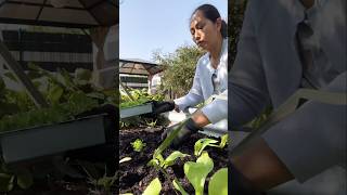 when the sun is here plantingplants herbstanfang urbangardeningjoy veggiegarden vegega home [upl. by Pierpont]