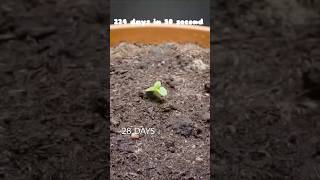 Kiwi plant timelapse kiwi timelapse plants [upl. by Skoorb]