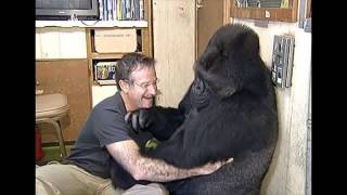 Koko the Gorilla Reacts to Robin Williams Death in Emotional Moment [upl. by Aital]